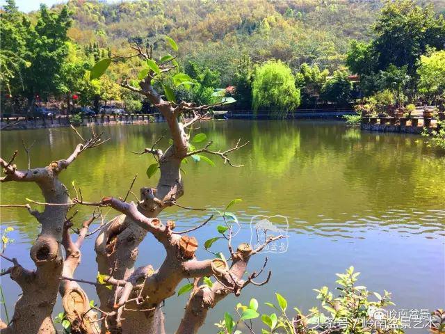 地瓜榕盆景的修剪技巧,金豆盆景修剪视频大全