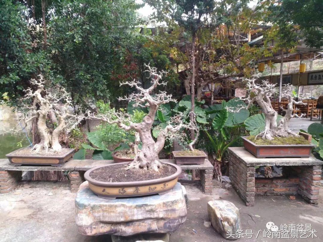 地瓜榕盆景的修剪技巧,金豆盆景修剪视频大全