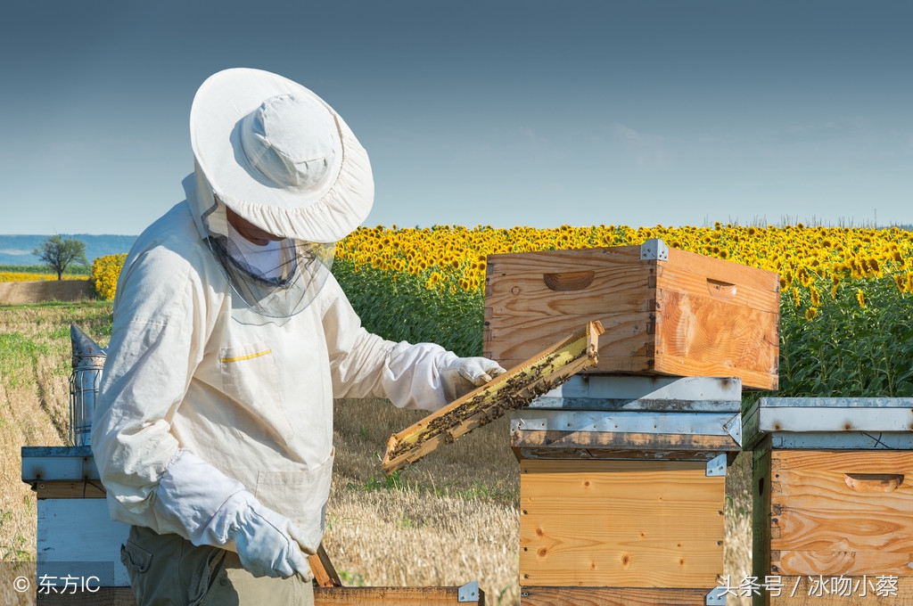 中蜂度夏断子缺蜜,中蜂蜂王春天产卵控制几脾为好