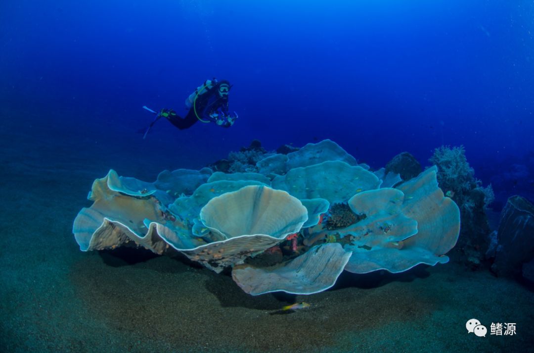 FIFISH全球极境实拍之旅｜走近印尼野性海蛇岛