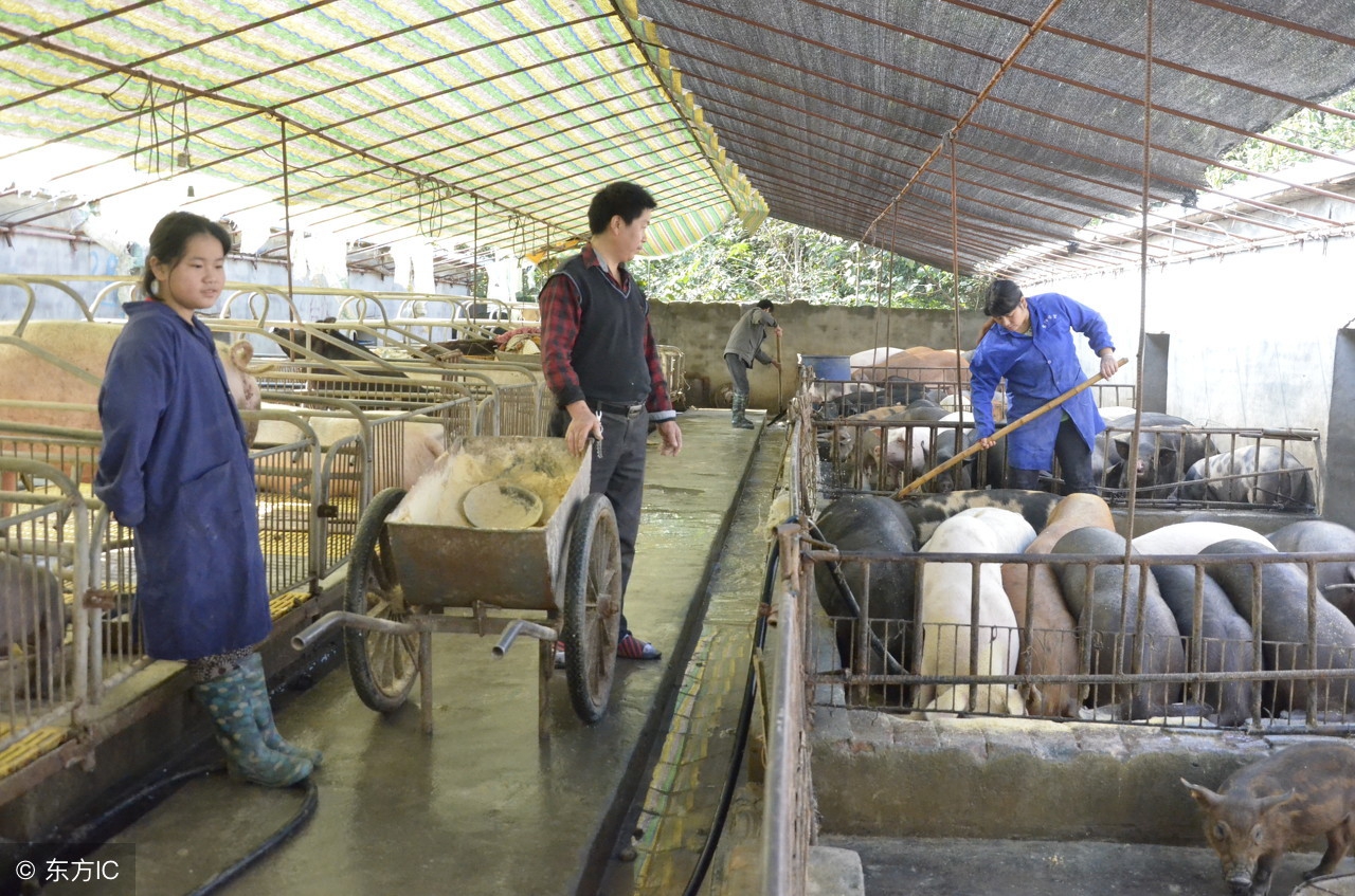 猪场建设全套设备,怎样建设封闭式猪场