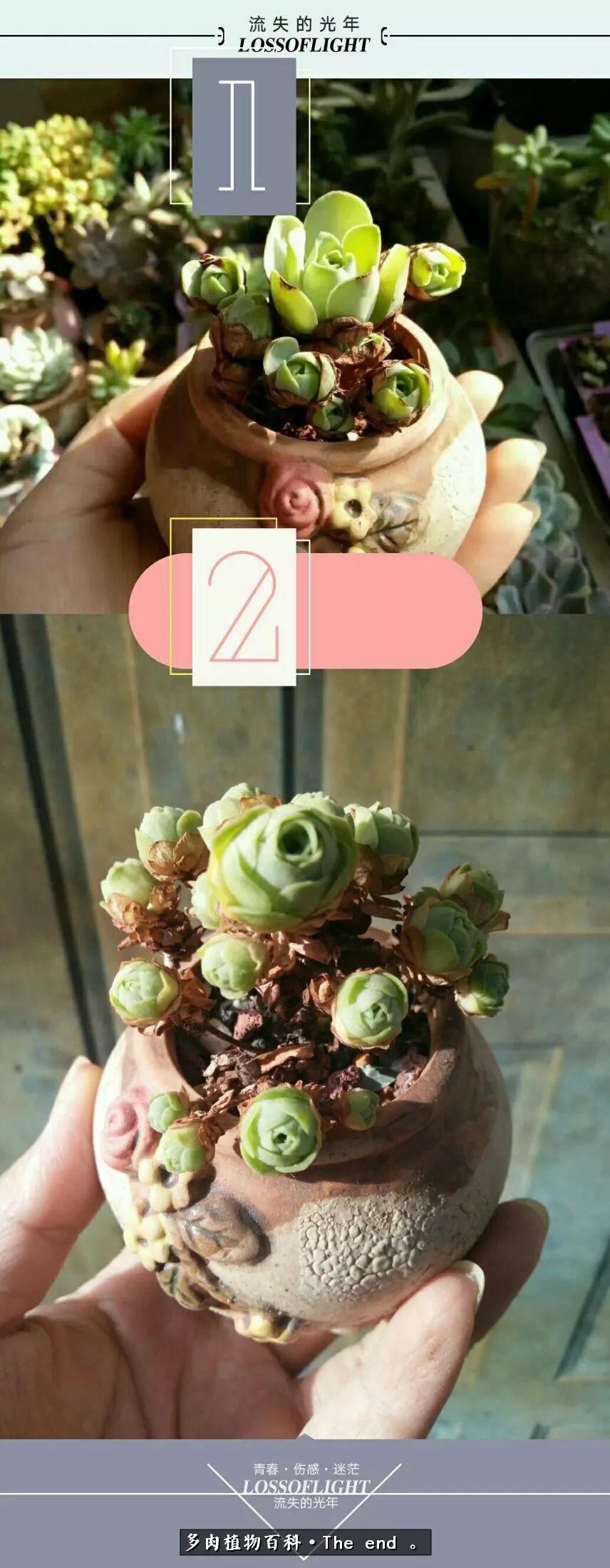 宝宝养多肉,养多肉宝妈