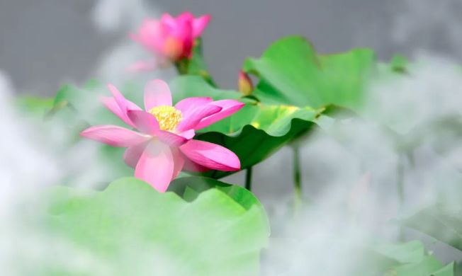 上海观景赏荷,7月赏荷花好去处