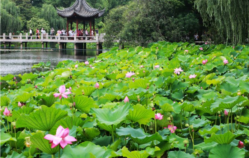 上海观景赏荷,7月赏荷花好去处
