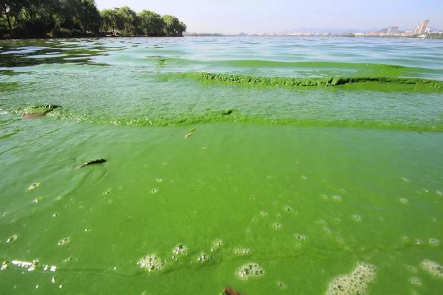 蓝藻刚开始发现怎么防治,蓝藻的危害和防治的方法