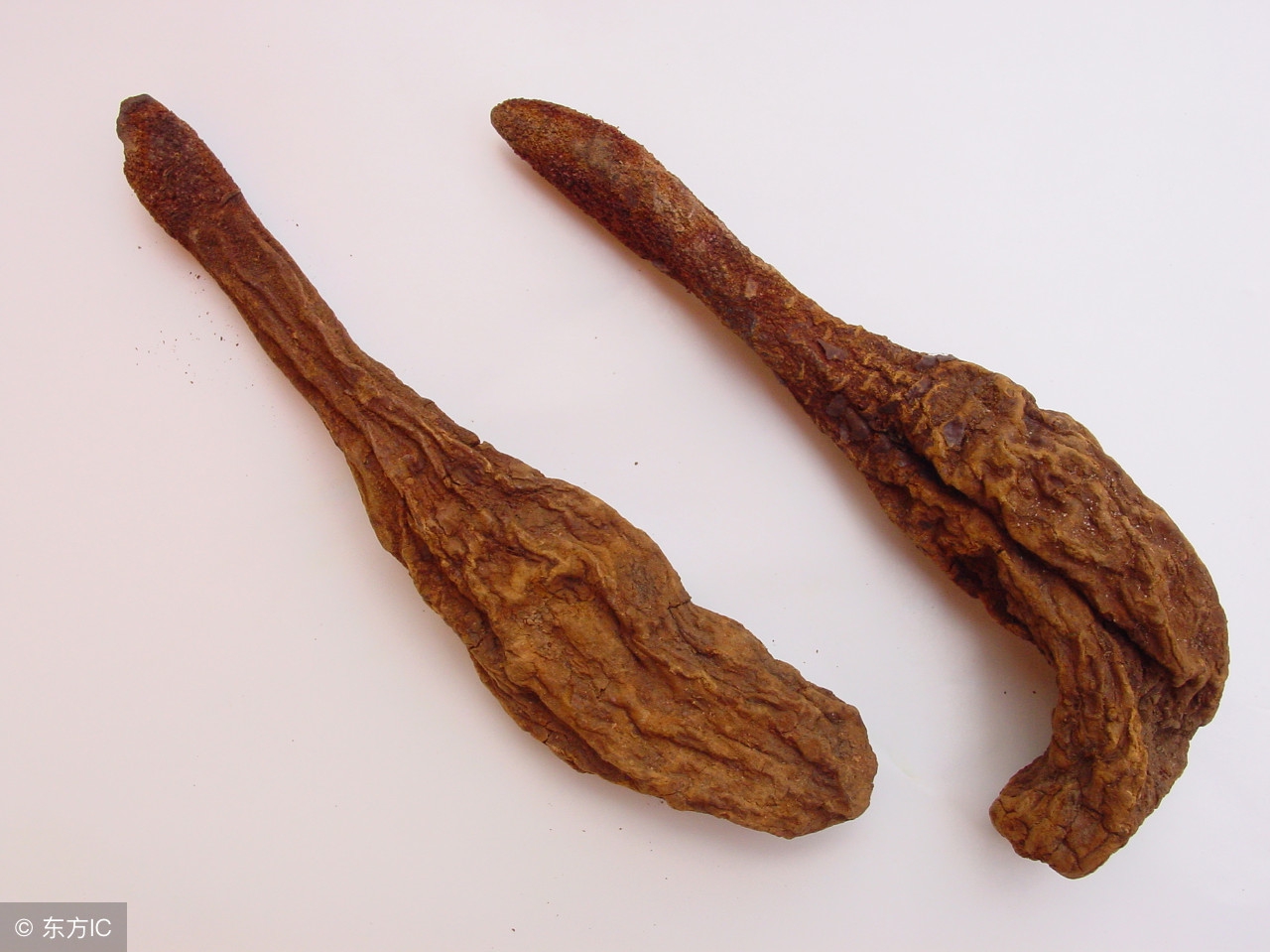 中医锁阳补肾,锁阳补肾健脾固精的中草药