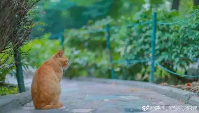 陕西高校｜来到陕师大，一起做最亮的闪star吧！