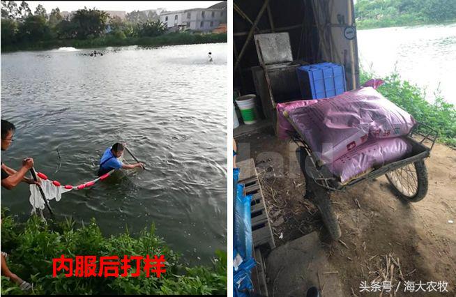 看，这就是别人家的鱼！“红润有光泽”，吃料“梆梆声”！