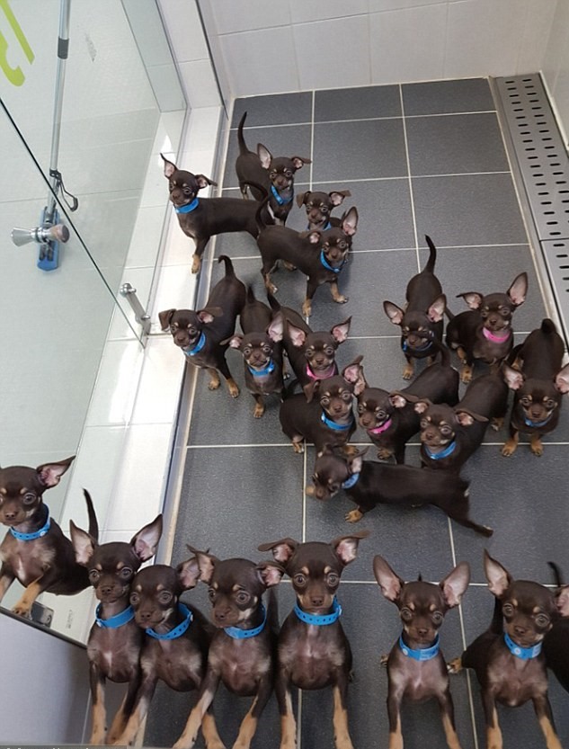 世界上被克隆最多次数的吉娃娃“神奇米莉”被科学家复制49次