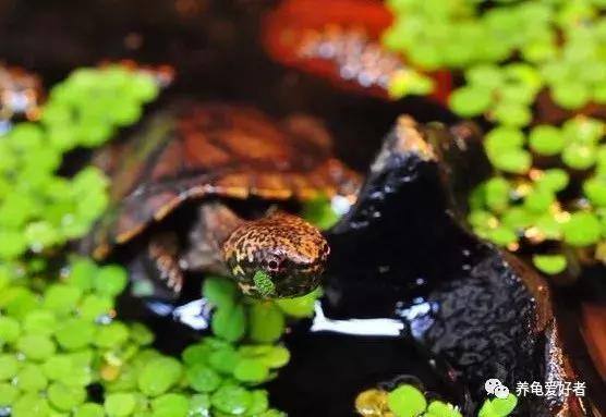 遇见胆小的龟怎么办,遇到胆小的仓鼠怎么办