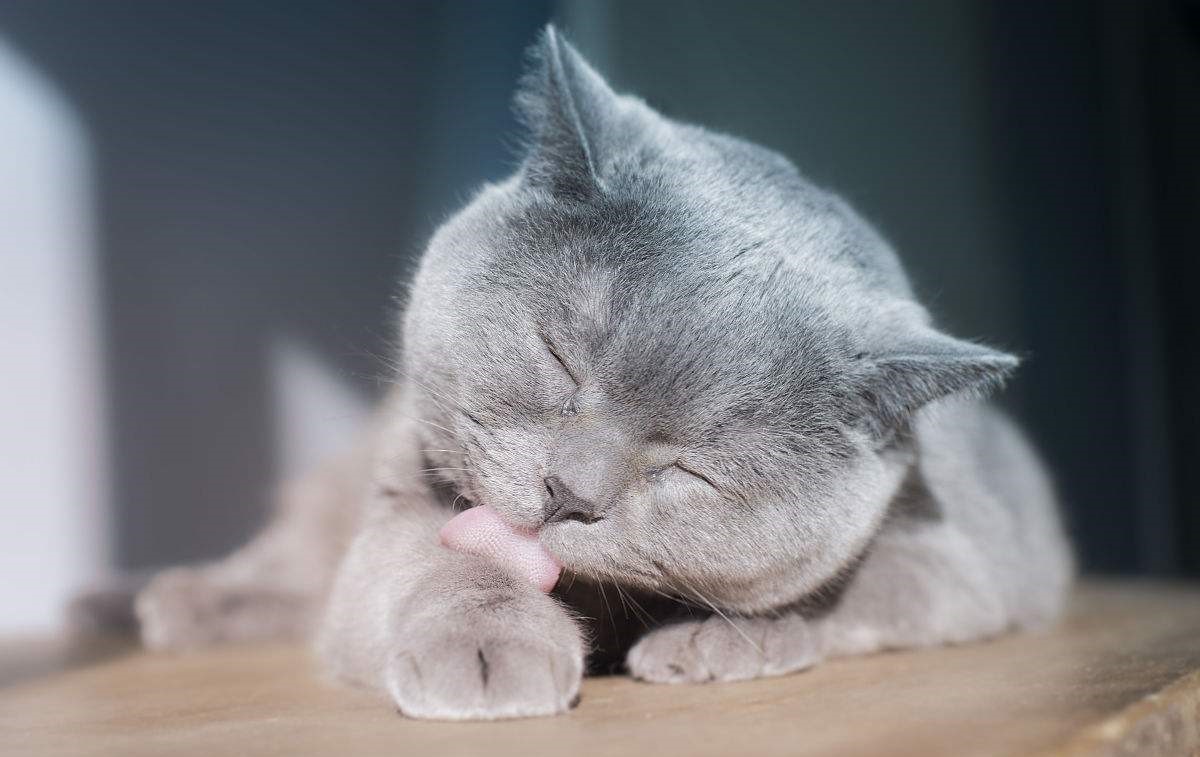 家里猫咪身上都是癣怎么办,家里猫咪得猫癣怎么消毒