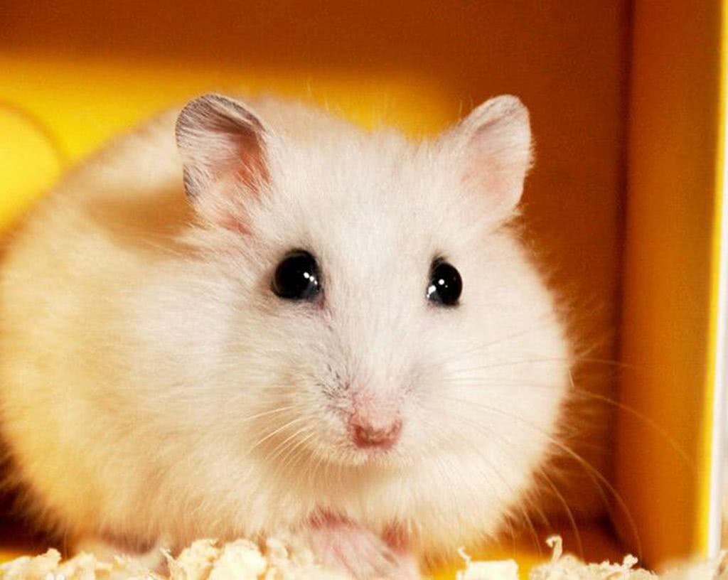 仓鼠要吃什么食物才能养活,仓鼠的几个致命弱点