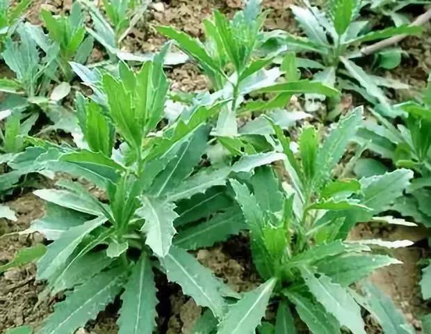 防除农田杂草用什么药,防除麦田杂草用哪些药