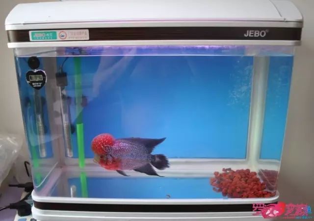 小罗烧牛筋,小罗烧鱿鱼