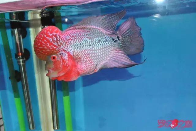 小罗烧牛筋,小罗烧鱿鱼