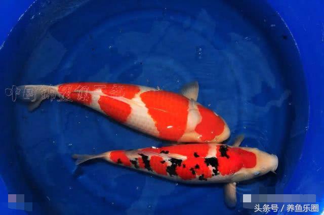 锦鲤怕光怎么解决,锦鲤喂食过多拒食