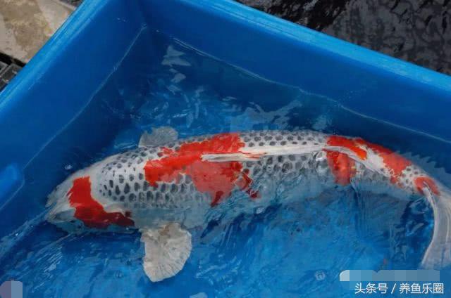 锦鲤怕光怎么解决,锦鲤喂食过多拒食