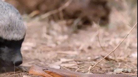 平头哥蜜獾大战黑曼巴蛇解说,动物兄弟第一季蜜獾黑曼巴蛇