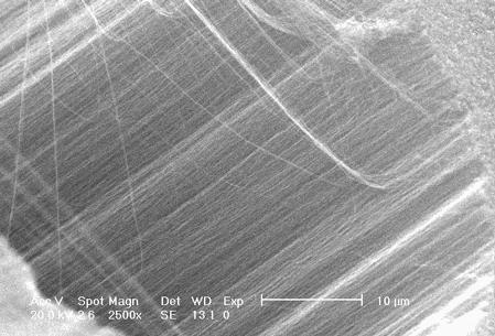 她曾深陷“诺奖级”学术丑闻，潜心耕耘靠人造皮肤爬回巅峰