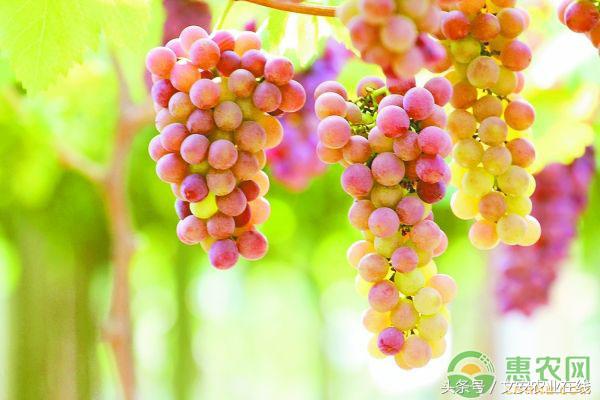 7月6日各地葡萄批发价格行情