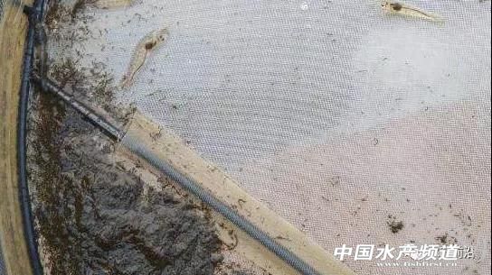 对虾缺乏微量元素的症状,对虾转肝慢怎么办