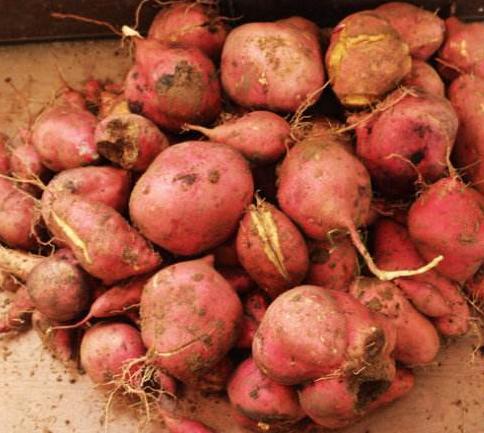 甘薯蚁象有没有毒,甘薯蚁象是竹笋虫吗