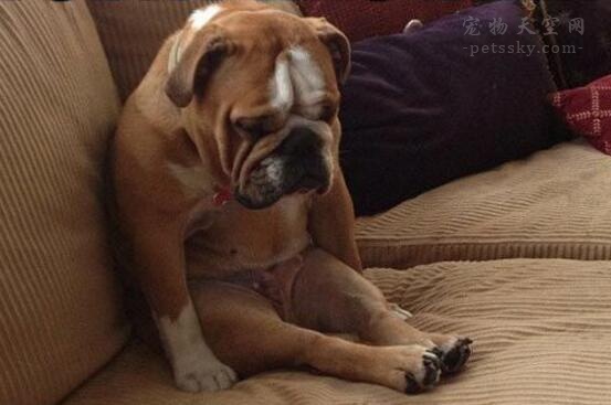 失去宠物伤心的心情说说,当你失去一条狗