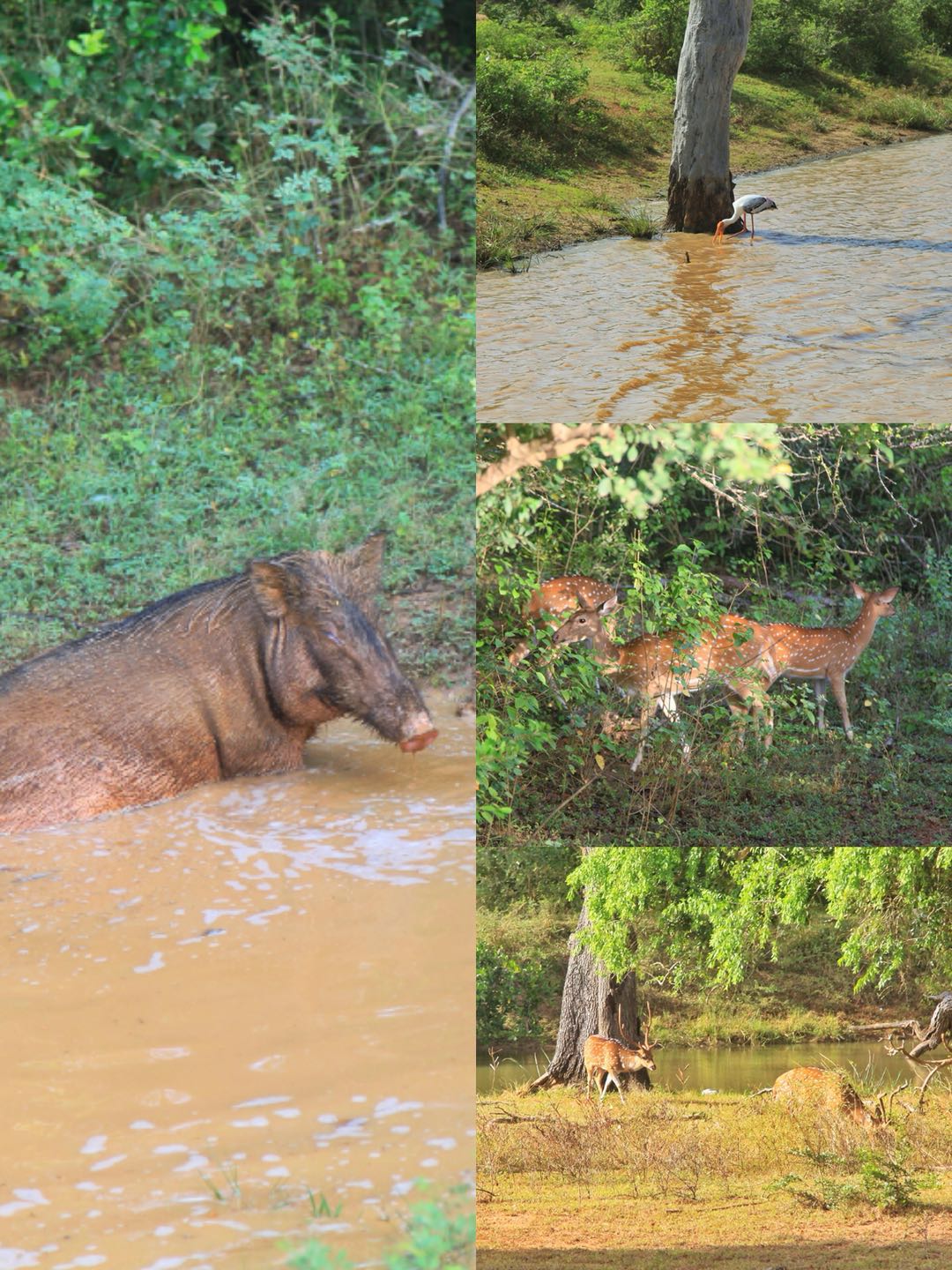 斯里兰卡的旅游攻略和心得,斯里兰卡宝石购买攻略