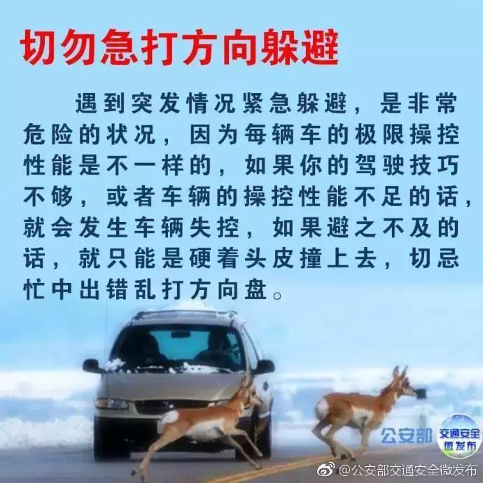 开车在路上遇到小动物怎么办,高速遇到小动物