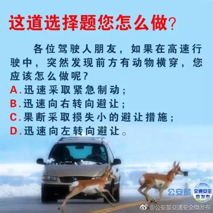 开车在路上遇到小动物怎么办,高速遇到小动物