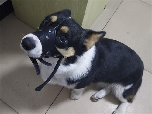 狗狗挑食不吃东西怎么纠正,狗狗吃什么不会挑食