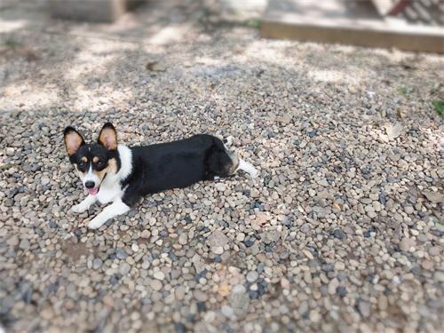 怎么挑选好坏的狗粮图片,怎么挑选狗粮最靠谱