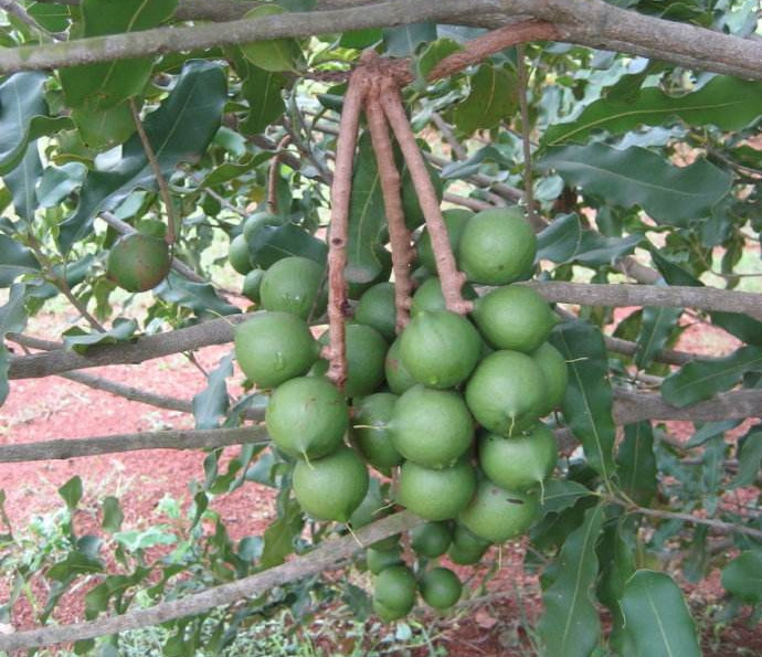 澳洲坚果干果,酥酥脆脆带着奶香味的夏威夷坚果