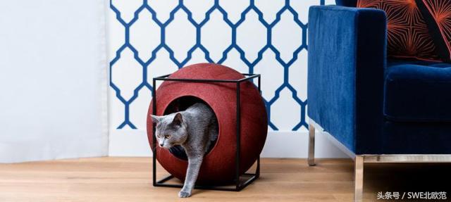 撸猫真的太快乐了,撸猫算是成功了吧