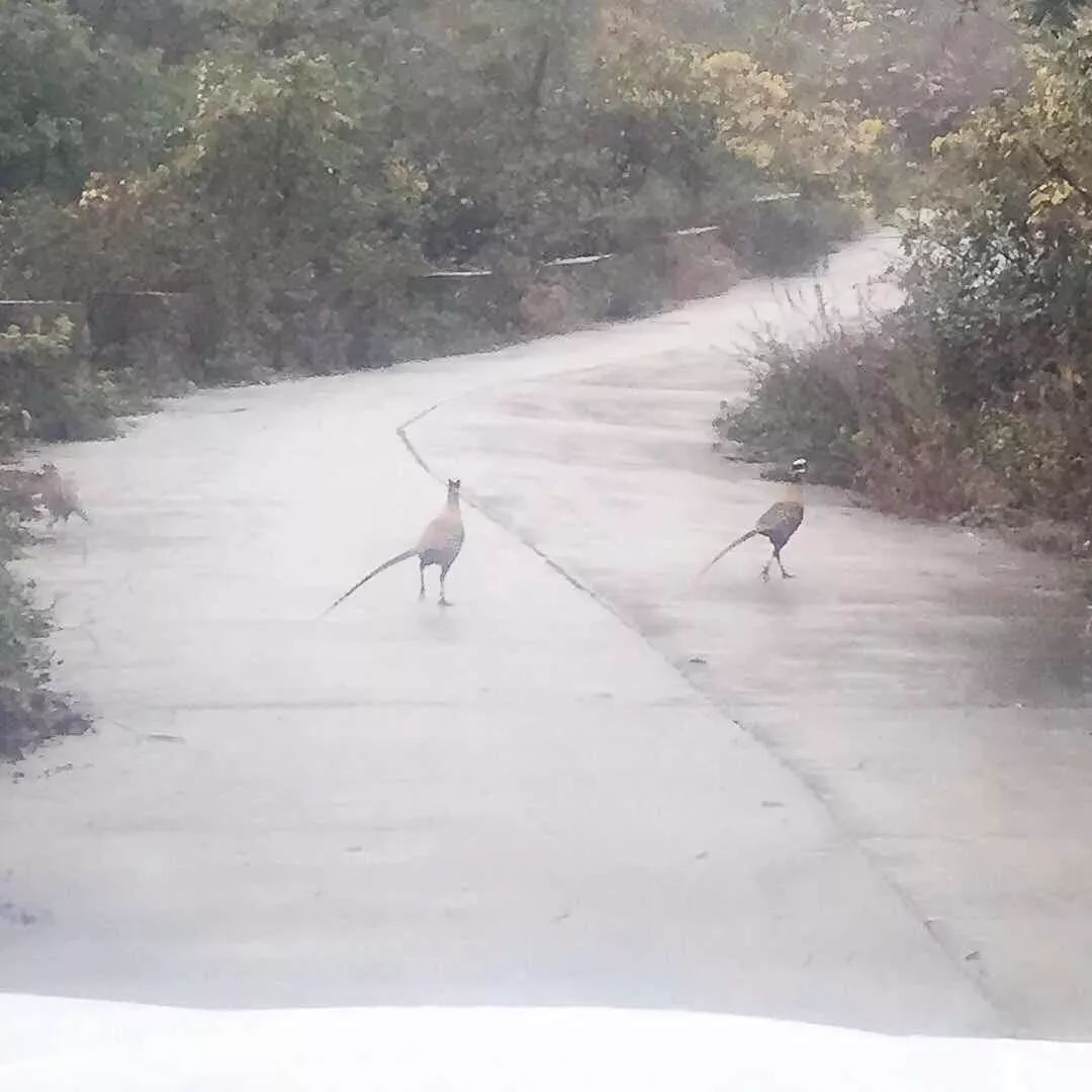 吃了四只鸡被判刑,吃了一只鸡被判五年