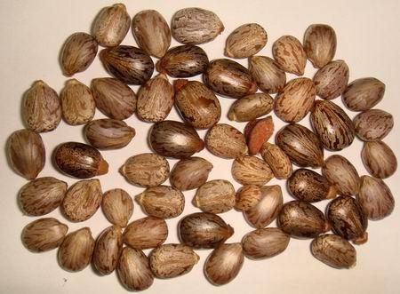 中药蓖麻子拔毒,蓖麻子拔毒