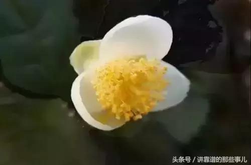 美极了樱花盛开图片,中国各市的市花大全
