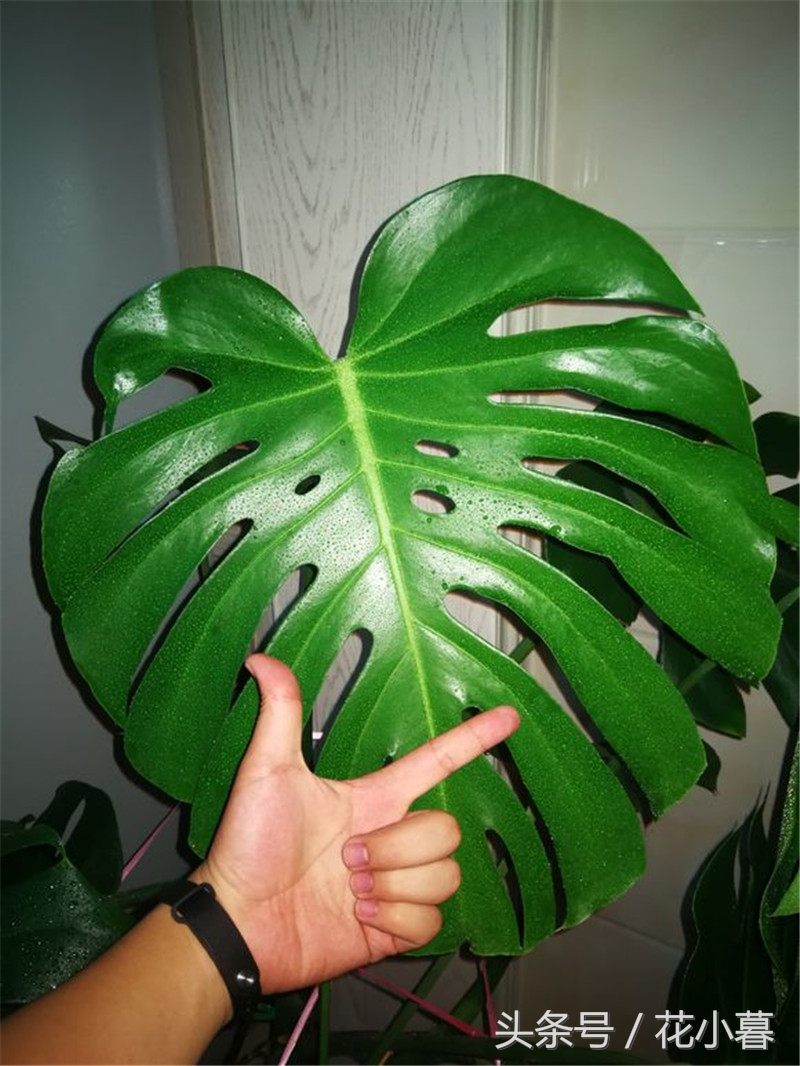 龟背竹的大叶子怎么剪,龟背竹叶子如何剪