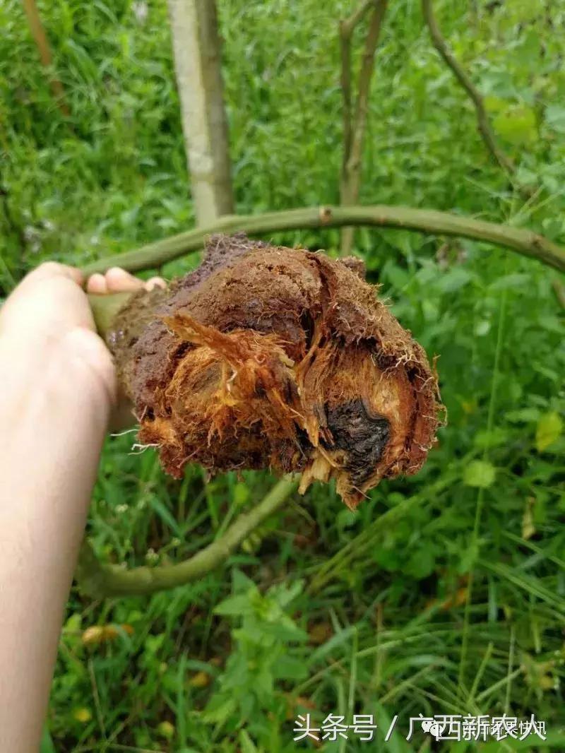 台风对百香果的影响,福建台风百香果