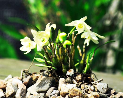 铁皮石斛盆栽的正确种植方法,铁皮石斛的种植方法和养护技术