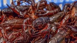 世界杯神虾“波波”，预测准确率80%以上！