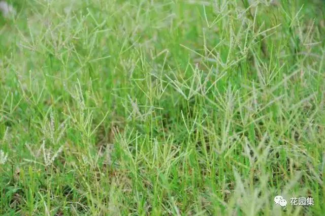 楼顶花园草坪种植方法全过程,花园草坪怎么种植