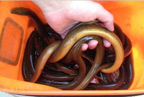小暑什么人不能吃黄鳝,小暑的黄鳝胜人参