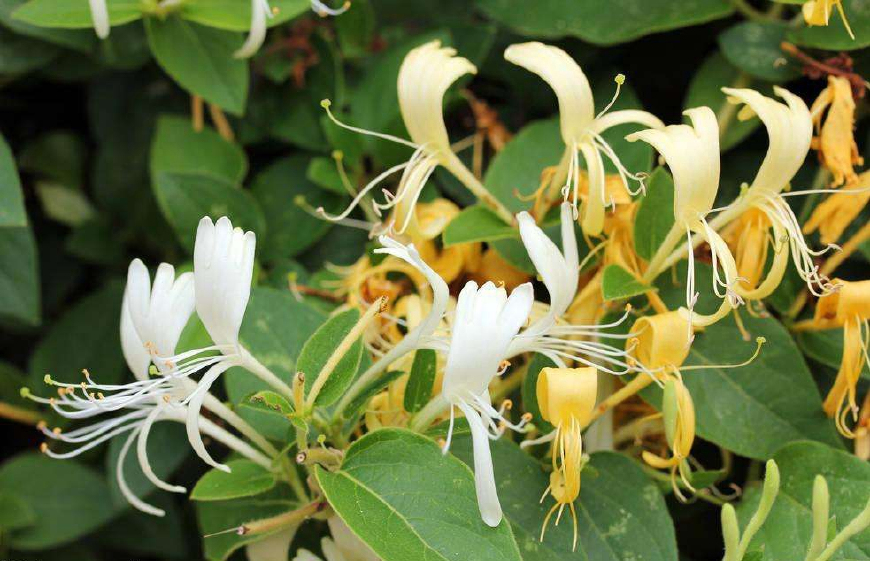金银花一蒂二花,状如雄雌相伴,又似鸳鸯对舞,故有鸳鸯藤之称
