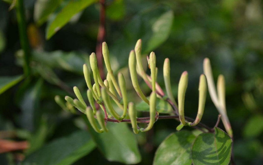 金银花一蒂二花,状如雄雌相伴,又似鸳鸯对舞,故有鸳鸯藤之称