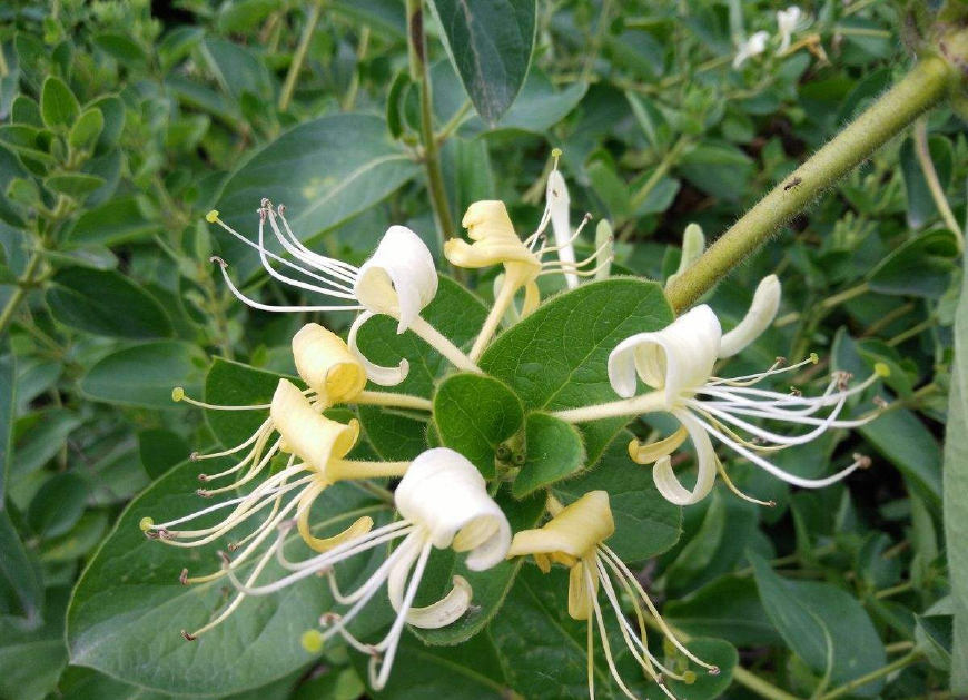 金银花一蒂二花,状如雄雌相伴,又似鸳鸯对舞,故有鸳鸯藤之称
