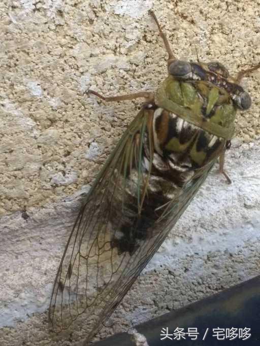 10张没p图但透露着诡异的照片,19张诡异的图片