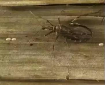 前方高能慎入丨这虫子被咬或染“新型艾滋病”,危险！