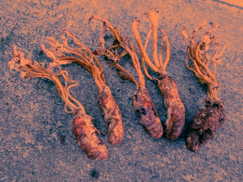 神奇的洪雅：七月里蝉花盛开凤凰村唐僧肉香