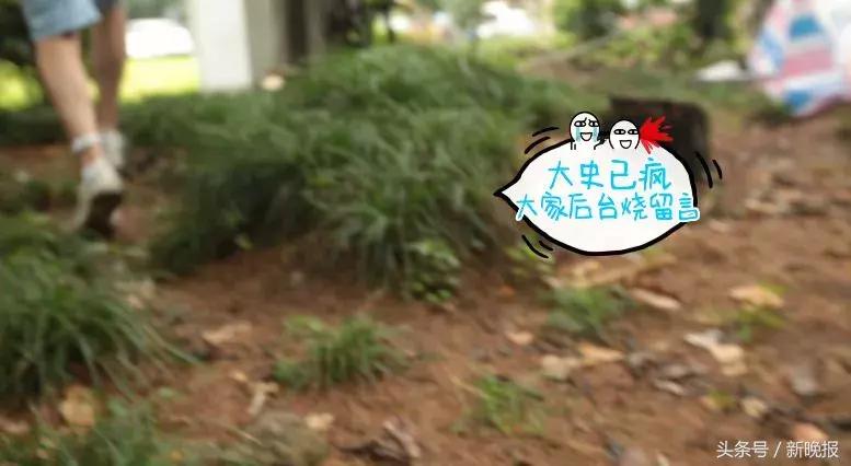 真实有效的驱蚊产品,宝宝出门用的驱蚊产品测评